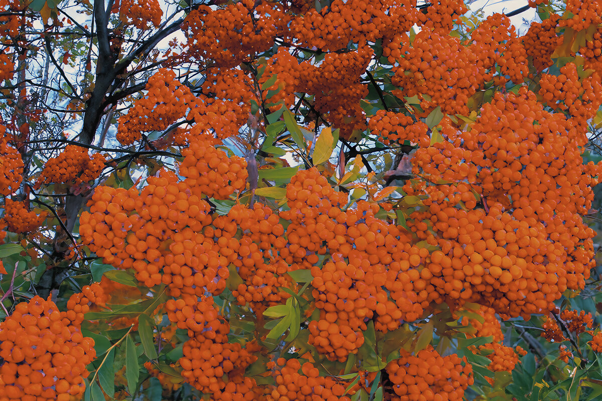 Одним из самых характерных цветов осени является оранжевый. 