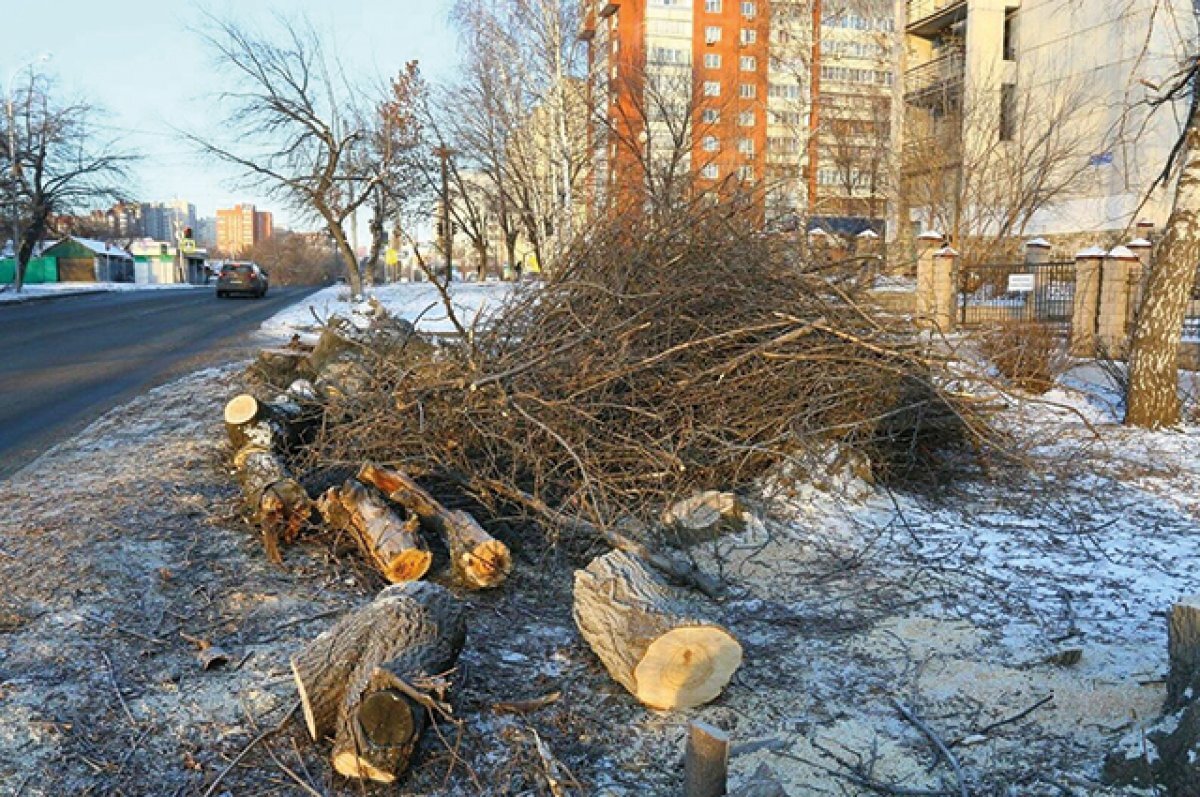 Распил в честь юбилея. Уфимцев беспокоит массовая вырубка деревьев | АиФ –  Уфа | Дзен