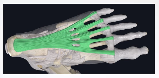 Плантарная фасция стопы.