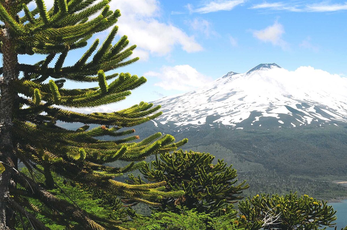 Араукария (Araucaria) цветок, который сделает ваш дом необычным и красивыс:  уход, фото, виды | Дача: сад и огород | Дзен