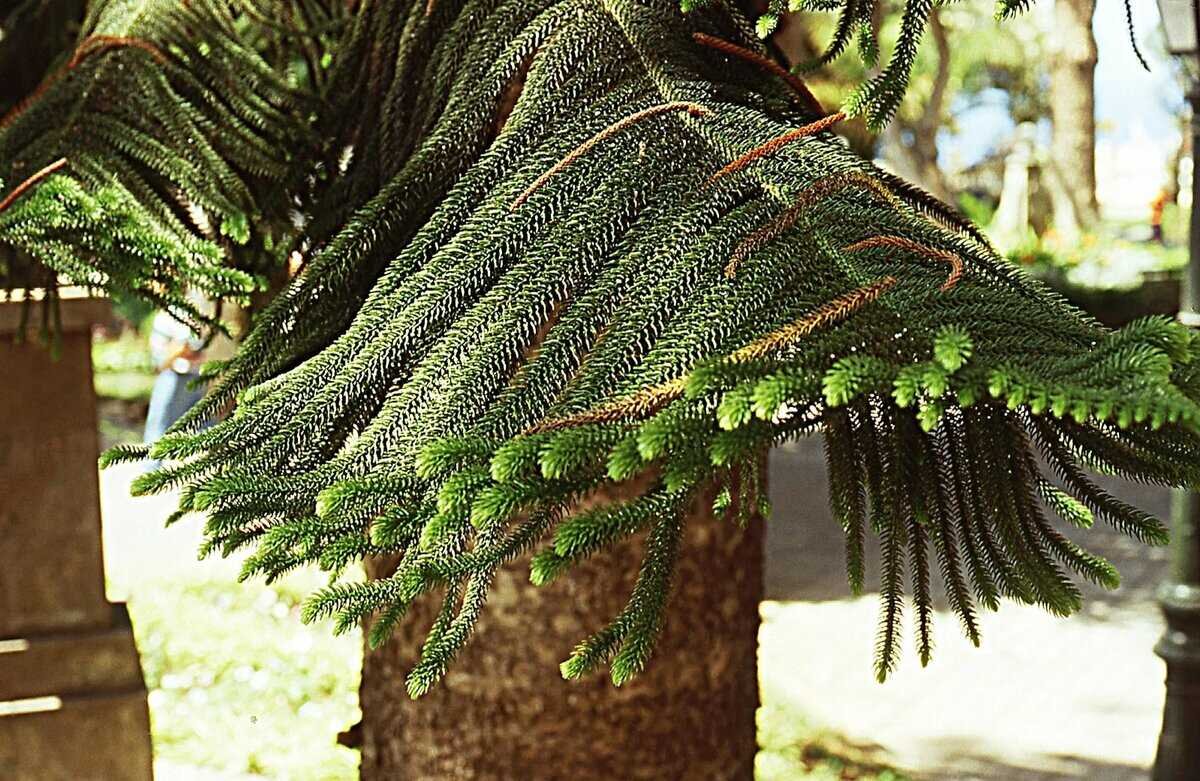 Араукария в турции фото Араукария (Araucaria) цветок, который сделает ваш дом необычным и красивыс: уход