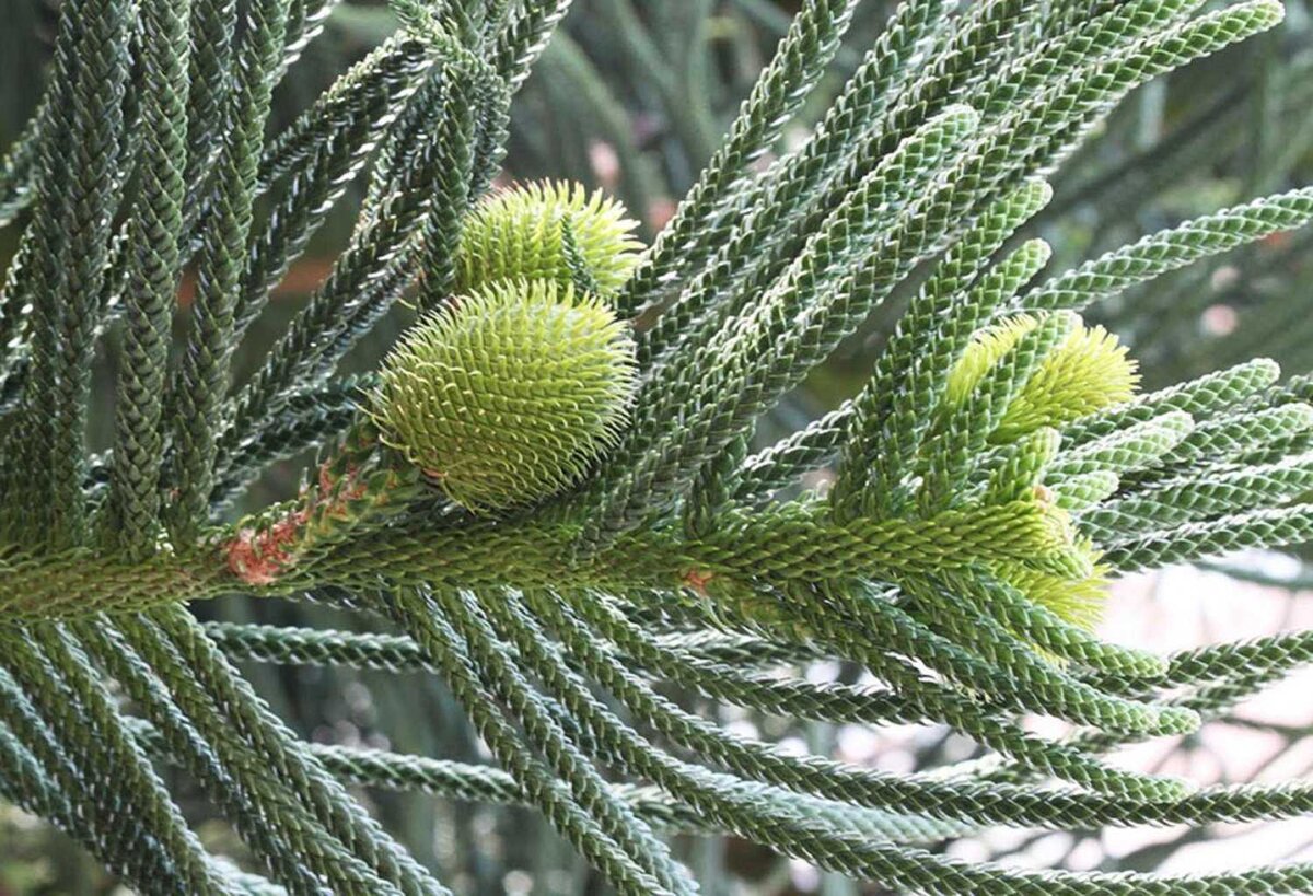 Араукария (Araucaria) цветок, который сделает ваш дом необычным и красивыс:  уход, фото, виды | Дача: сад и огород | Дзен