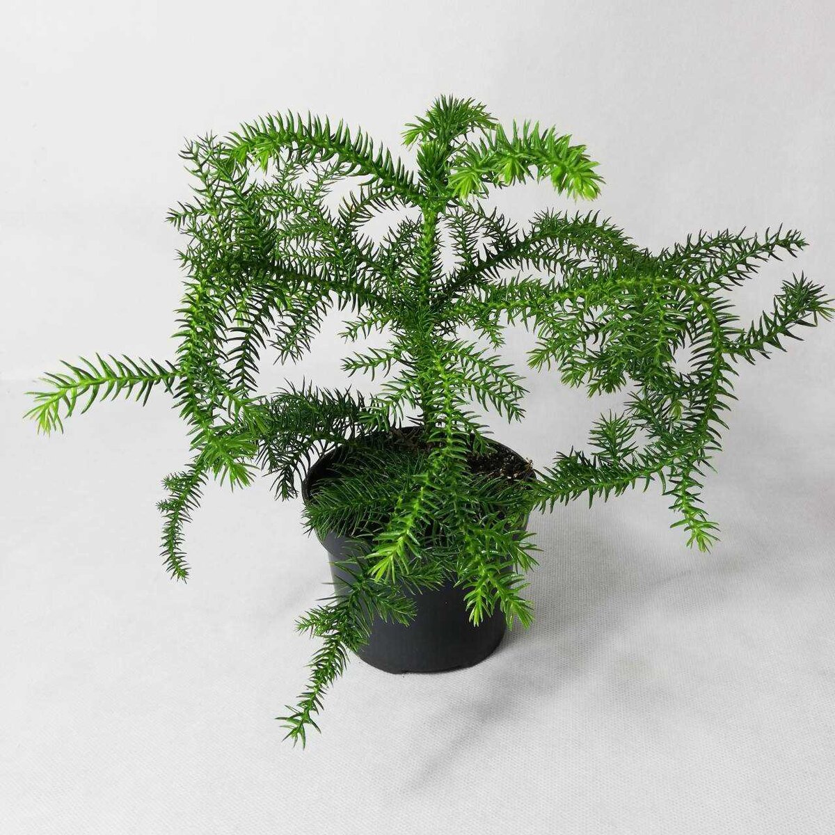 Араукария (Araucaria) цветок, который сделает ваш дом необычным и красивыс:  уход, фото, виды | Дача: сад и огород | Дзен