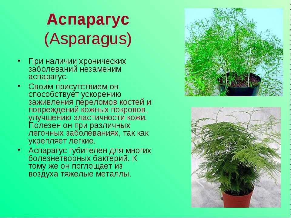 Аспарагус (Asparagus): уход в домашних условиях, фото.