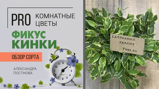 Фикус бенджамина Кинки - капризный карлик или неприхотливое комнатное растение для дома? Разберемся.