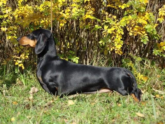 Moya Magnolia Model Schastia