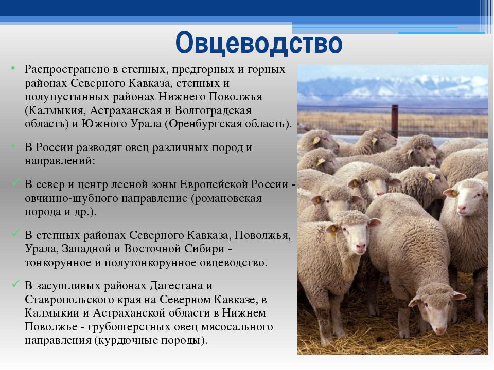 Особенности сельского хозяйства оренбургской области. Овцеводство доклад. Овцеводство отрасль животноводства. Животноводство овцы. Овцеводство в России.