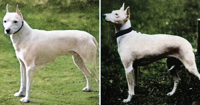 Собаки весом до 10 кг