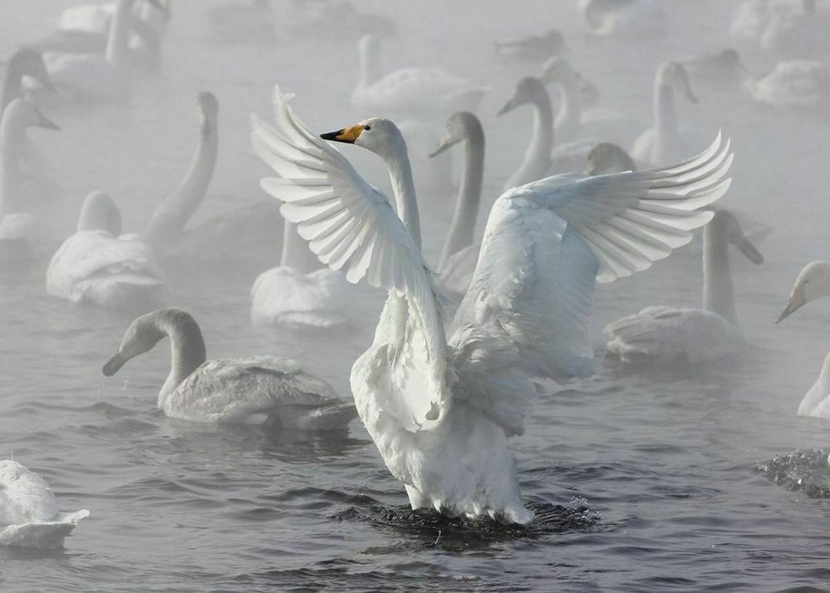 https://bangkokbook.ru/galereya/lebedinoe-ozero-altajskij-88-foto.html