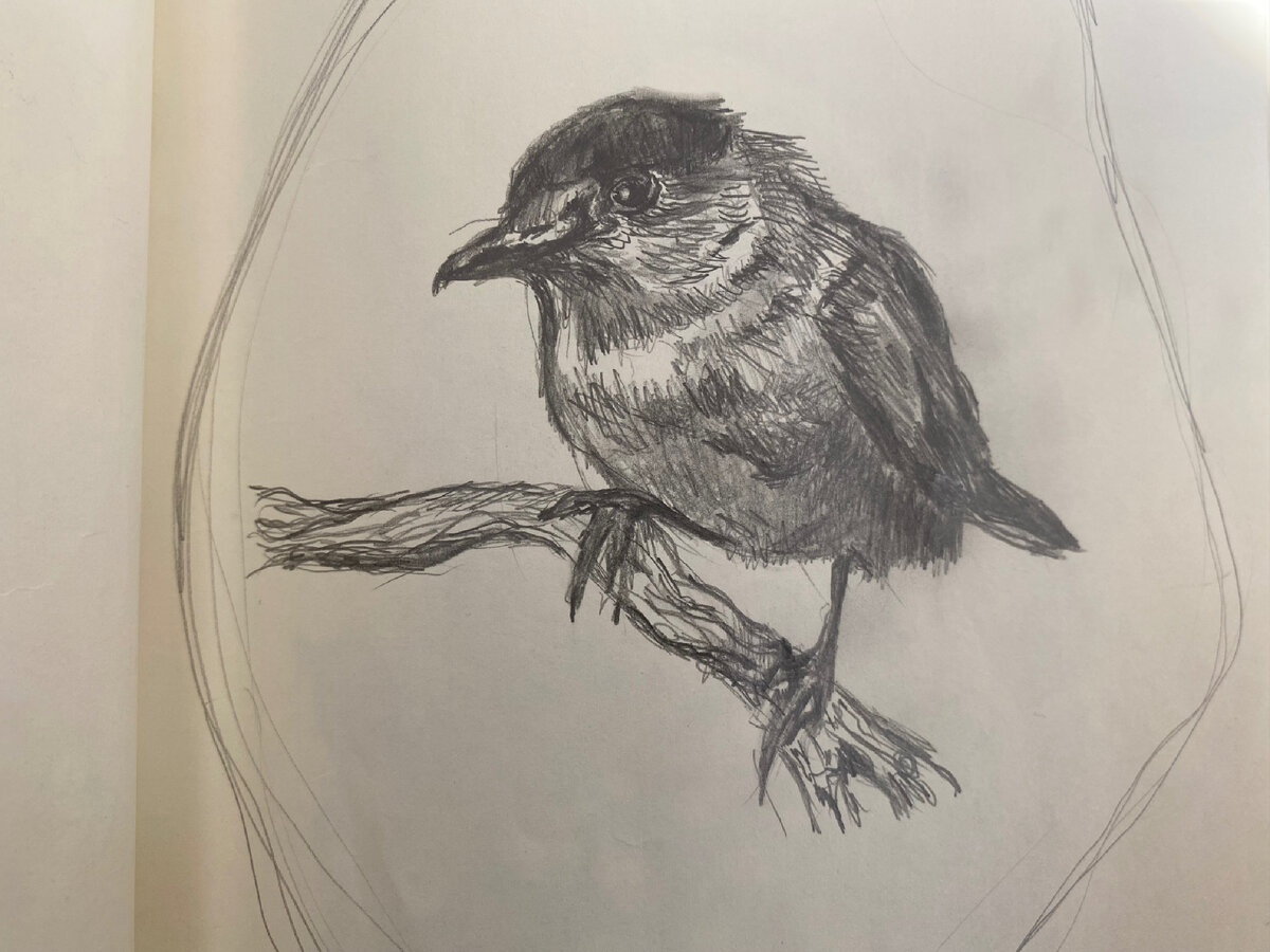 Черноголовка. Рисунок автора