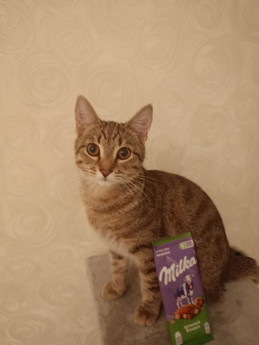 Мой кот с MILKA - Цельный фундук