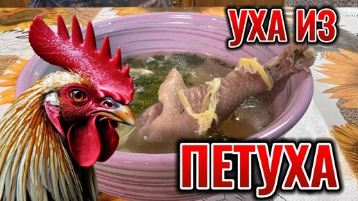 Уха из петуха