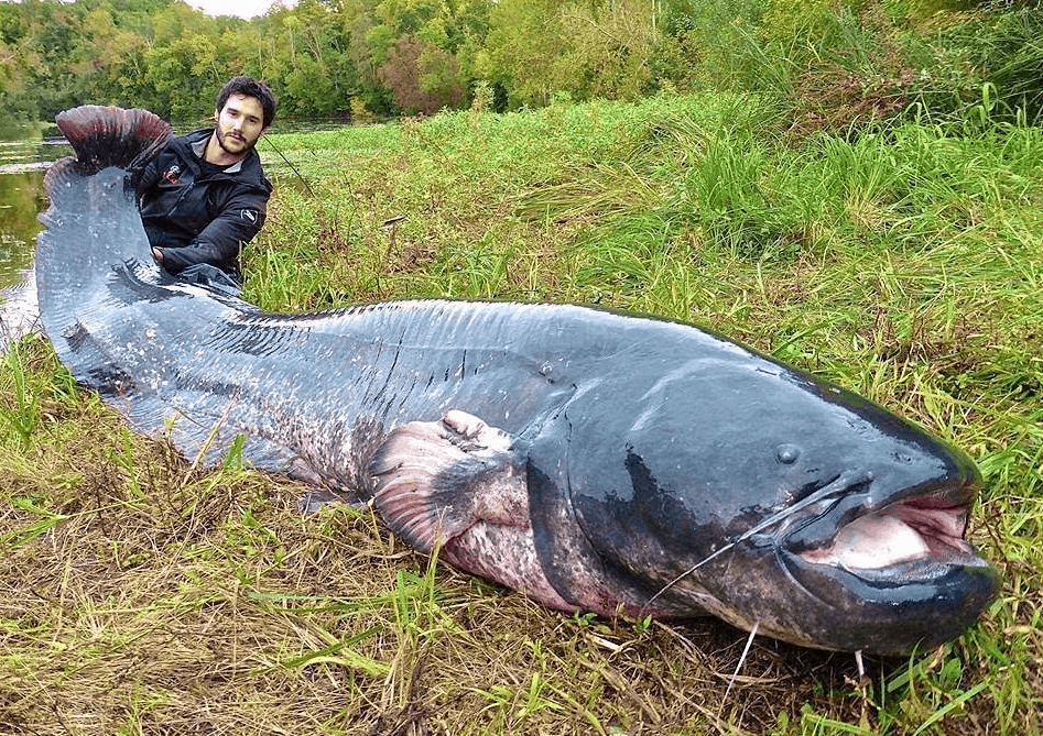 Сом рыба самый большой. Огромная рыба. Сенгилеевское водохранилище сом людоед. Сом людоед в ростове на дону 1993. Самый большой сом.
