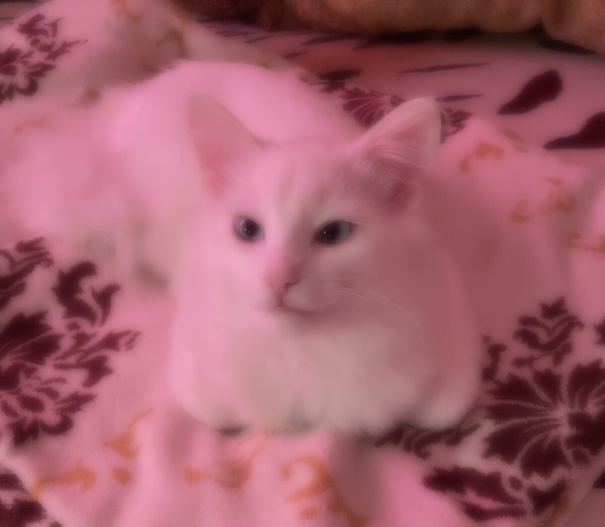  хозяйка, ты что, решила это опубликовать?