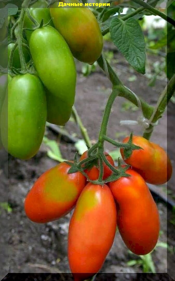 Томат гроздевой семко. Томаты французский гроздевой описание сорта. Томат французский гроздевой. Гроздевой f1 томат семко. Семена томатов сибирский гроздевой.