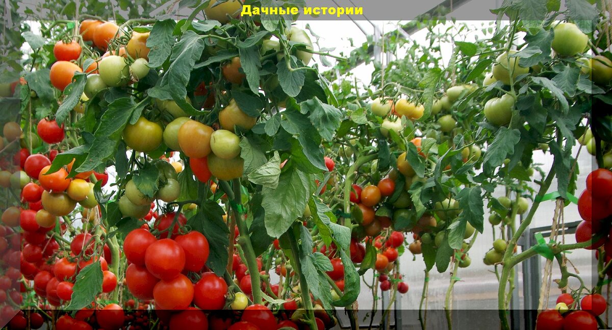 Томаты куртизанка описание сорта фото. Стрела в помидоре.