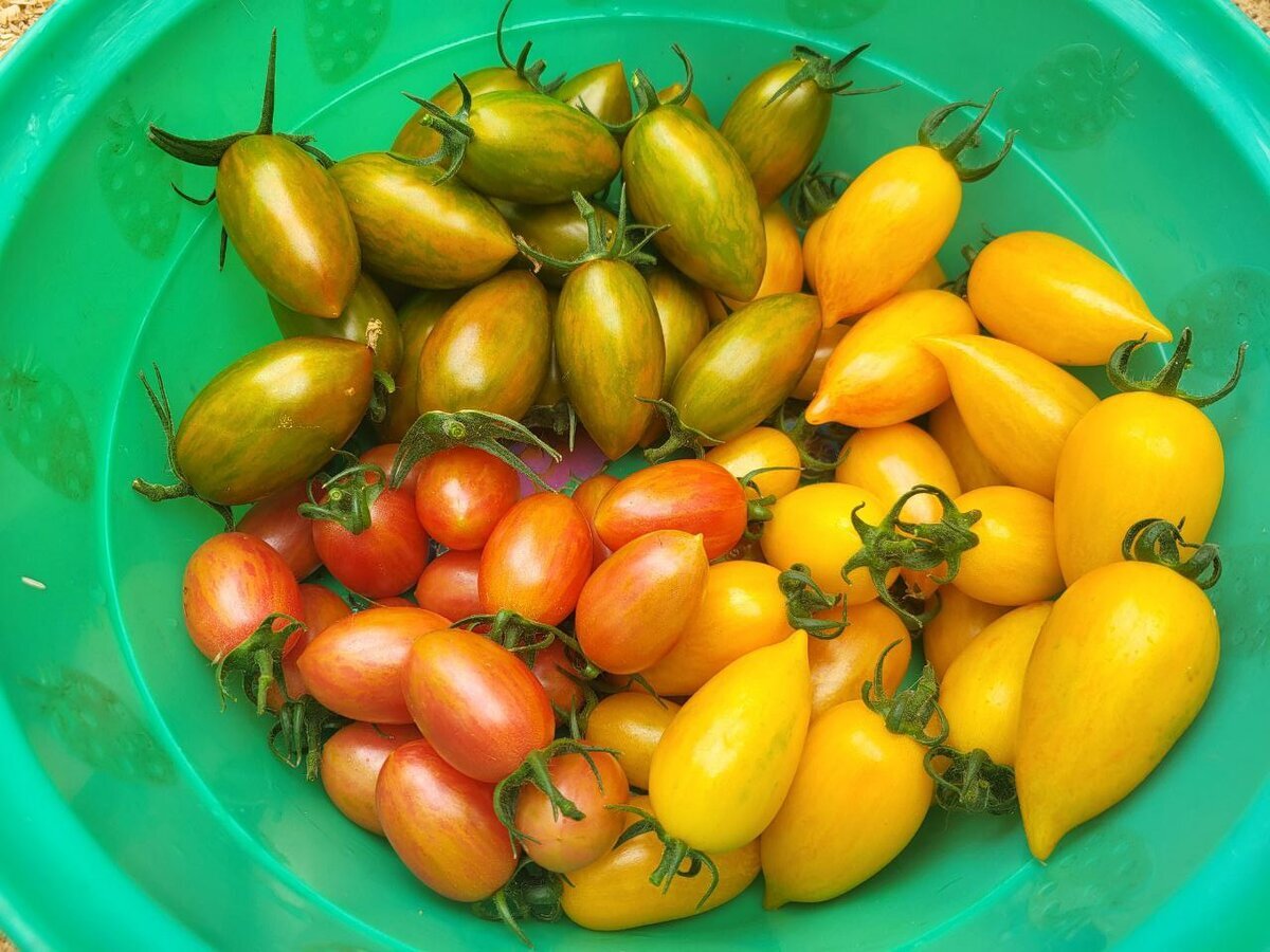 Сверху, в зеленоватом кафтане – это Зуб кабана (Boar's Tooth). Сладкий крем (Sweet creamе) справа внизу, жёлтый. Ну а крошки слева внизу – Райские свечи. 