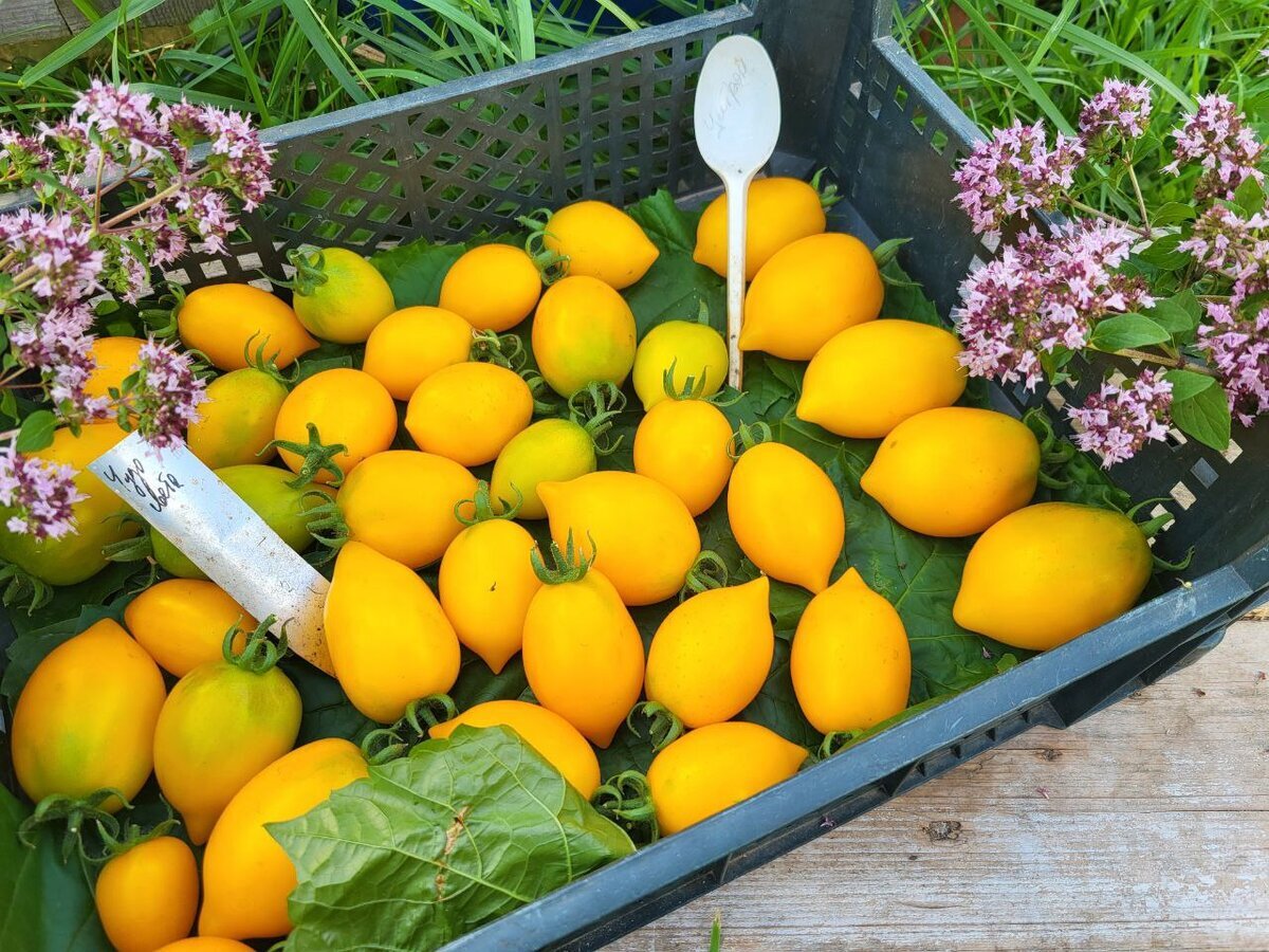 Добавьте описание