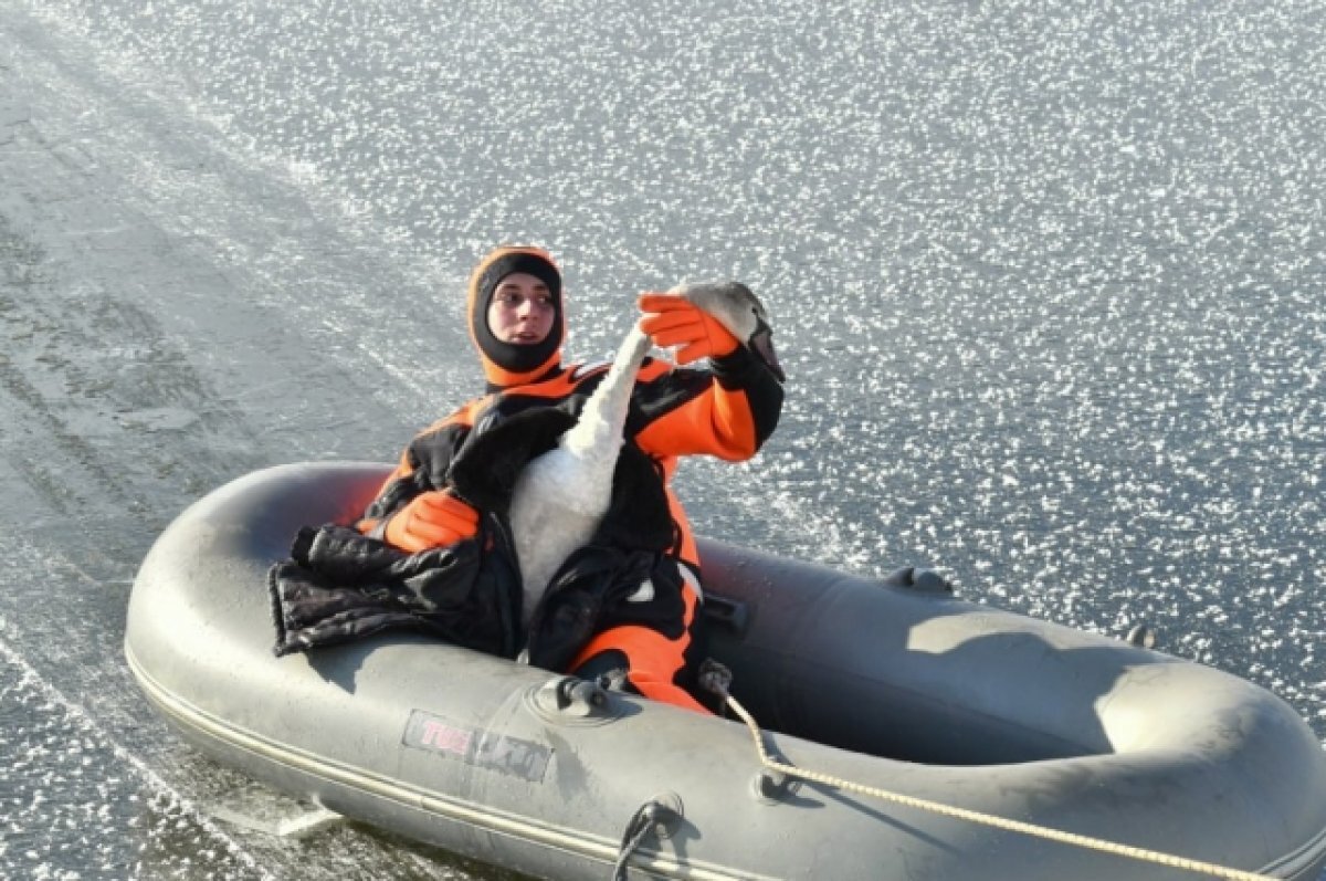    В Белгороде спасатели вызволили из ледяного плена дикого лебедя