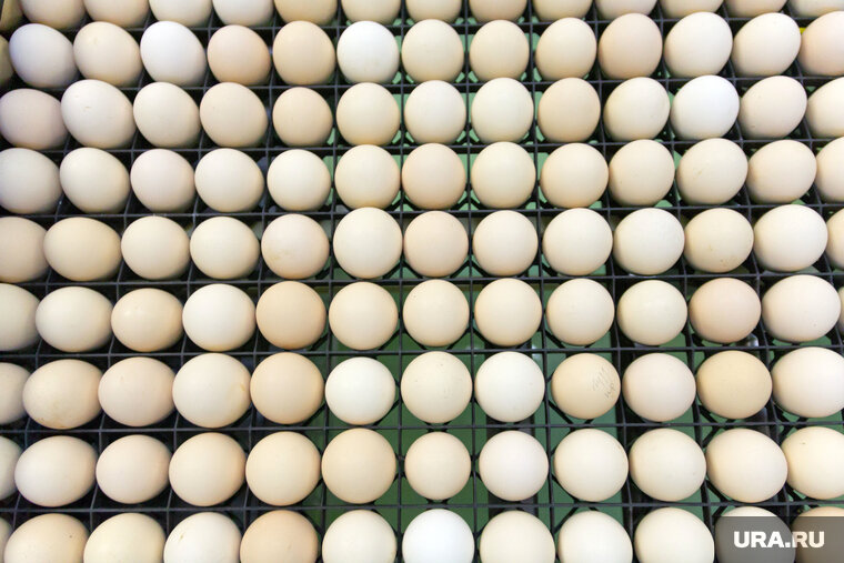    Цены на яйца в октябре 2023 года выросли на 15%