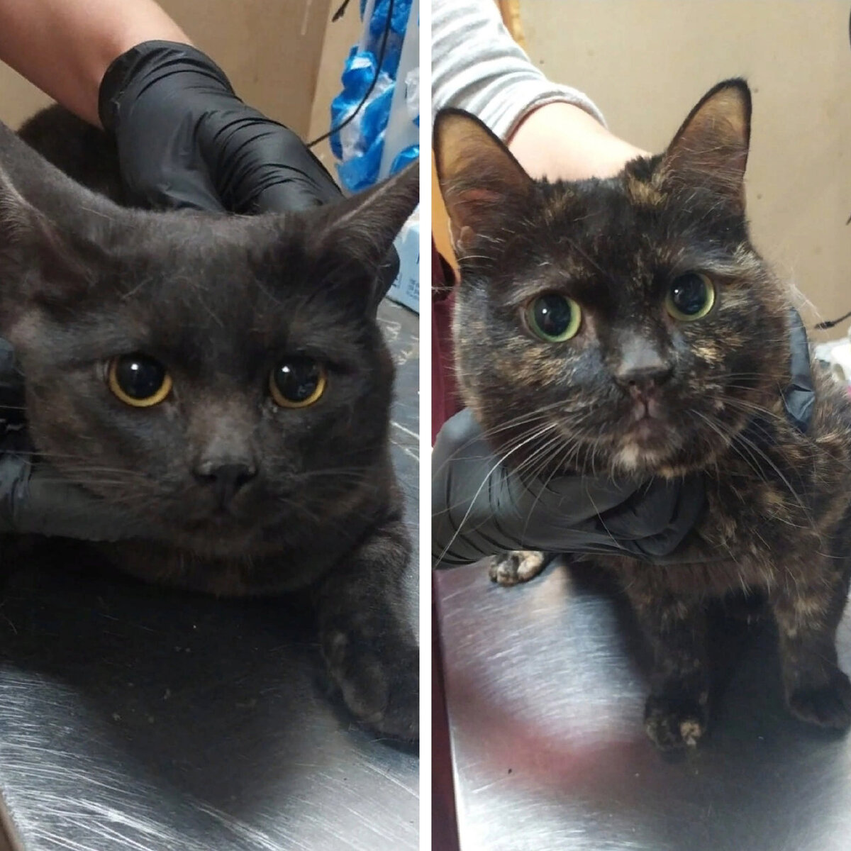 Евпатий и Точилка