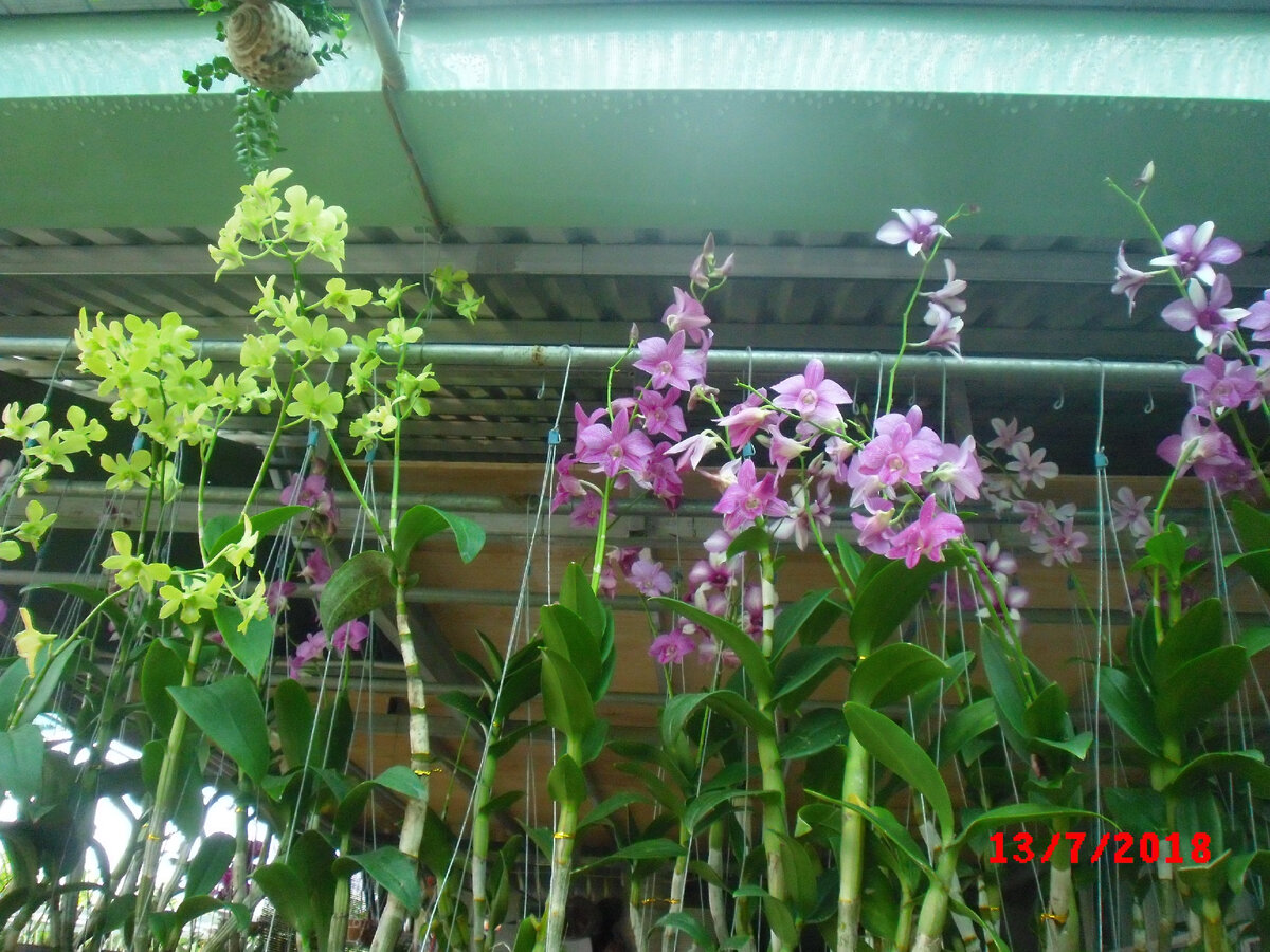 Орхидеи и их производные - везде!