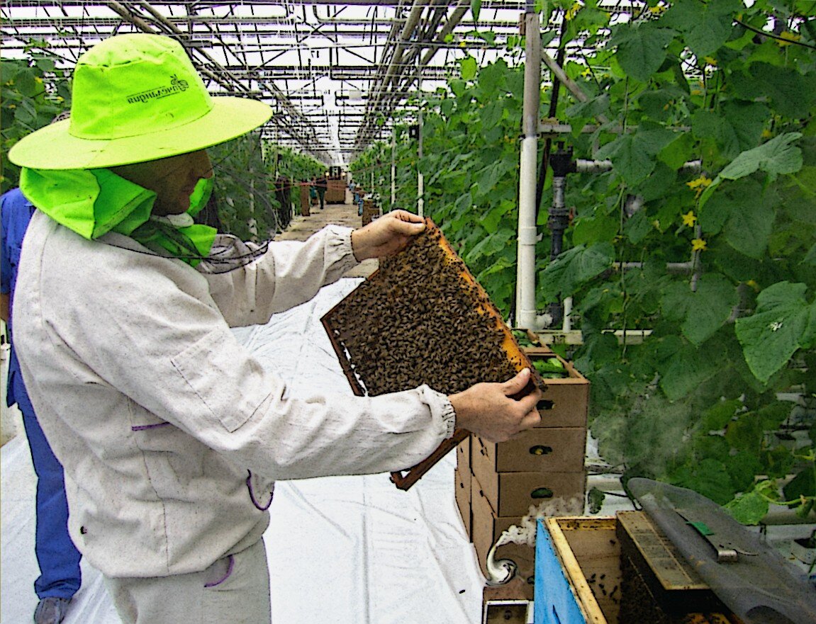 Опыление в теплице. Опыление томатов. Теплица для пчел. Ульи в теплице. Ульи в огуречных теплицах.