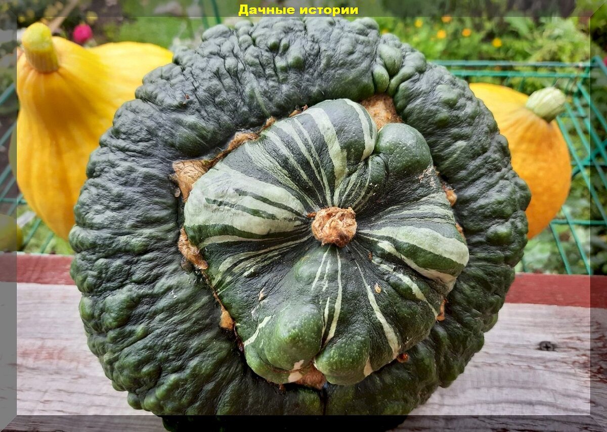 https://vk.com/photo-159774511_457262744. Тыква "Марина (Морская) из Киоджи"