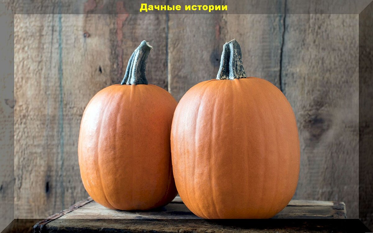 тыква гибрид. тыква гибридная краун принц f1. тыква белый лебедь. тыква гибрид. тыква сквош.