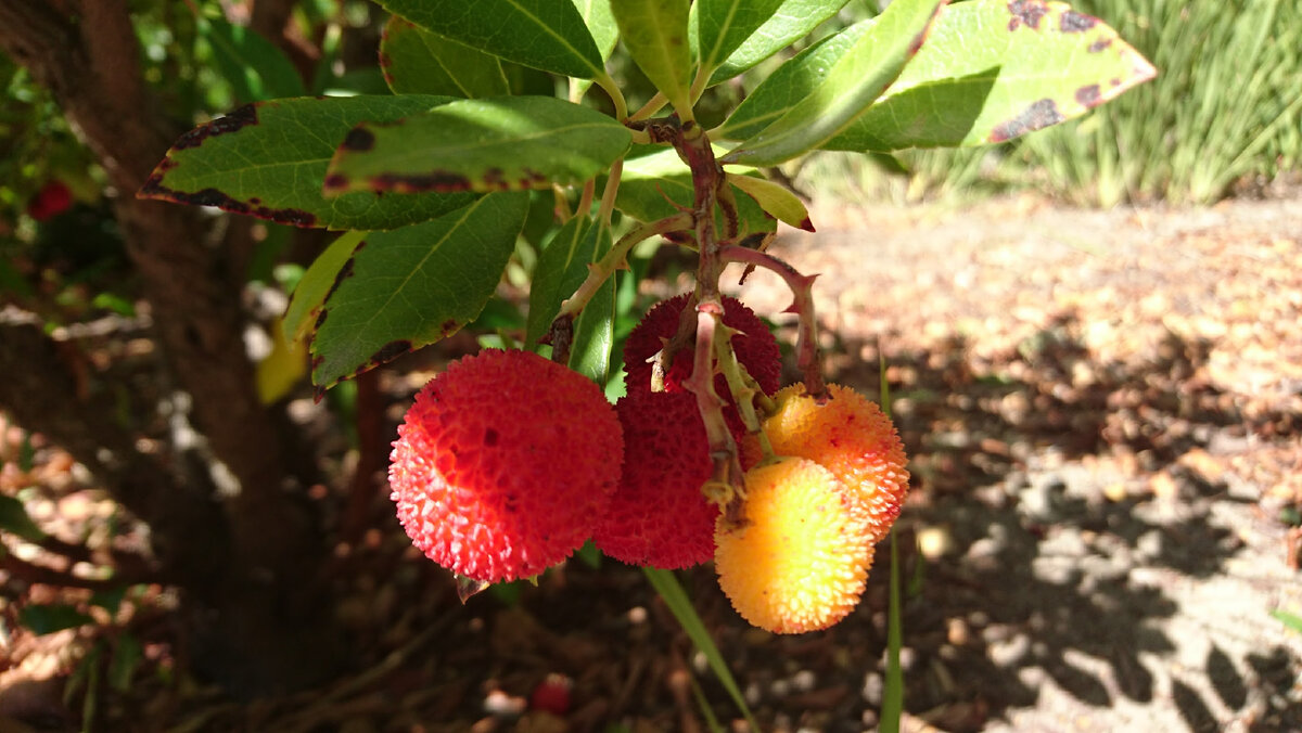 Первая встреча с земляничником. Калифорния.
