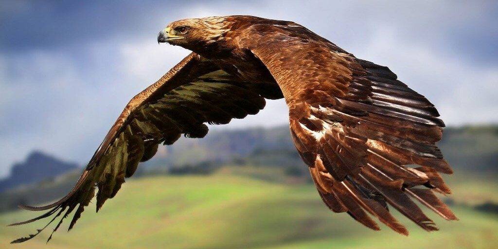 Такое диво в населённом пункте увидеть можно,  что раз жизни. Нам повезло!