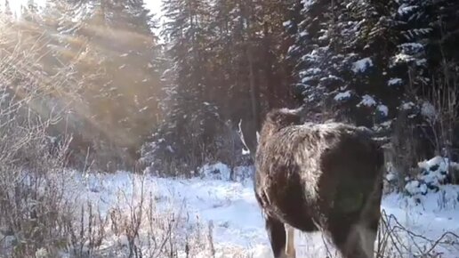 Секс в русском зимнем лесу: 3000 качественных видео