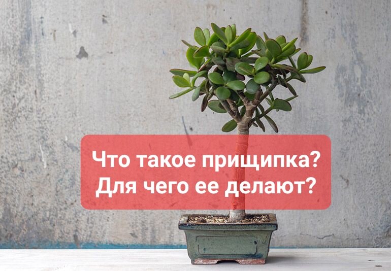 Что такое прищипка растений?