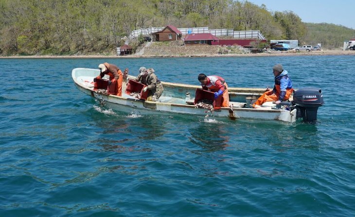 Марифермеры Приморья усилили свою деятельность, выпустив в октябре свыше 2,1 млн молоди трепанга.