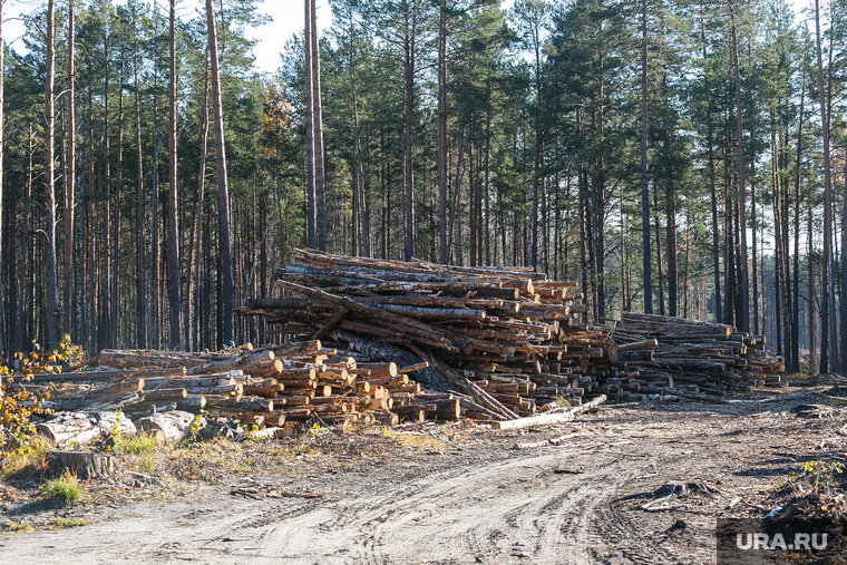    Горожане обеспокоены сохранностью природы
