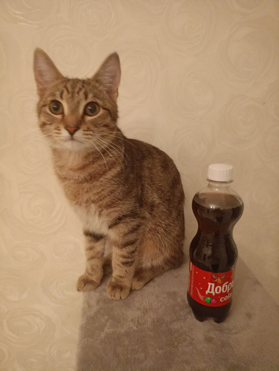 Мой кот с Доброй колой)