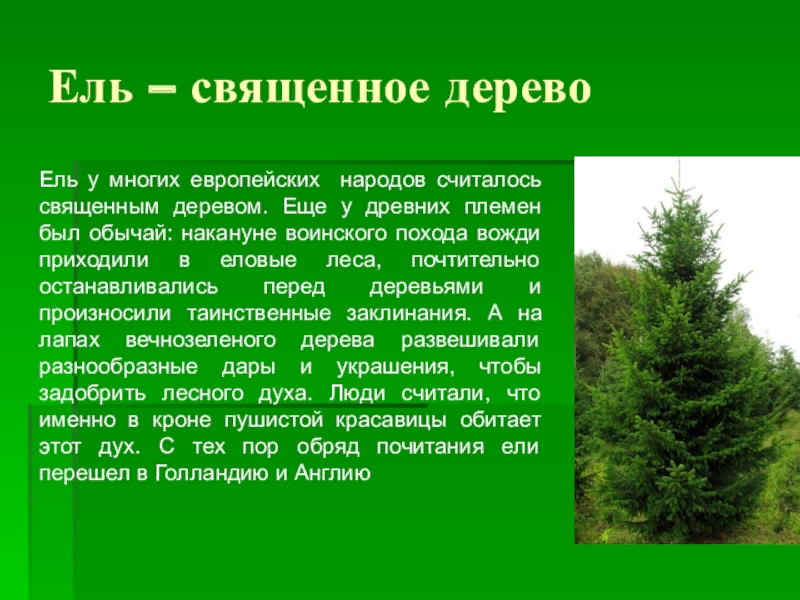 Хвойные деревья описание. Сообщение про ель. Доклад о ели. Сообщение о дереве ели. Краткий доклад про ель.