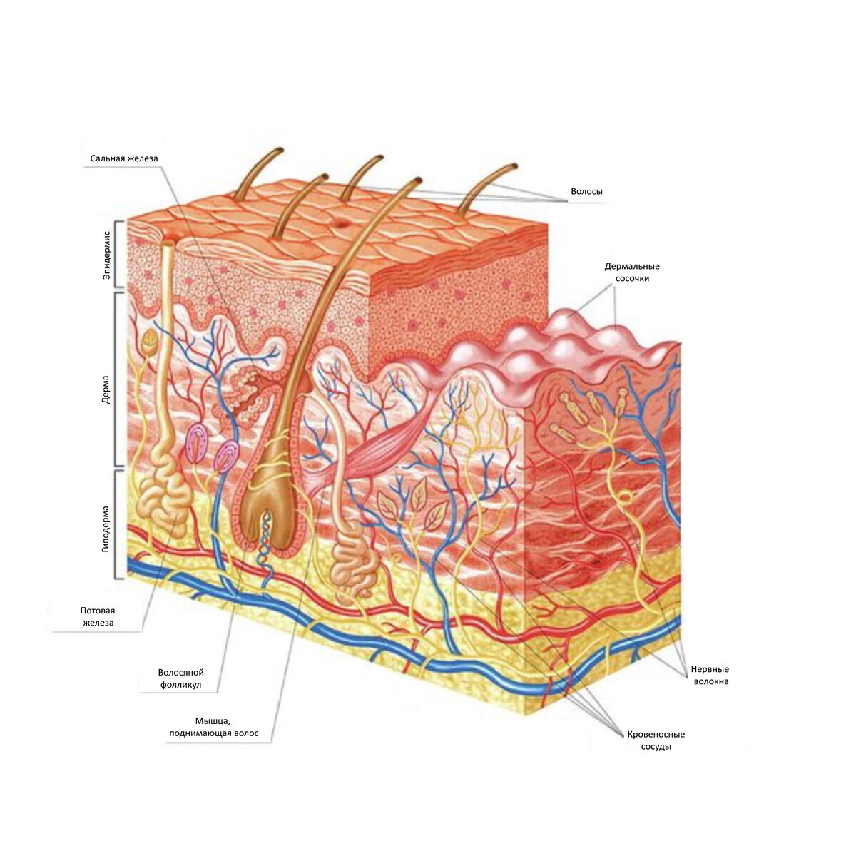 кожа слой дерма эластин коллаген. 21 коллагеновые волокна кожи (х4500):. строение кожи слои дермы. эластические коллагеновые волокна дерма кожи. строение дермы коллаген и эластин.