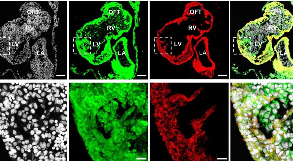   Giulia Coppiello et al. / Developmental Cell, 2023