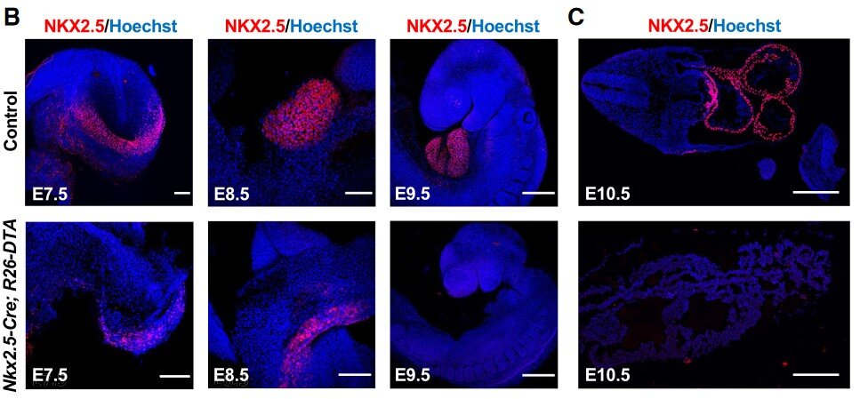   Giulia Coppiello et al. / Developmental Cell, 2023