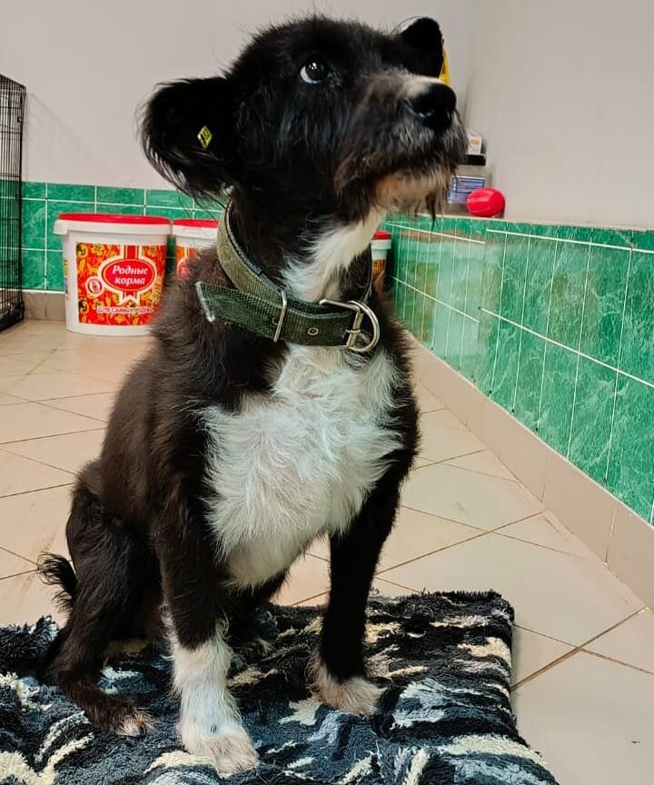 Наш старикашка