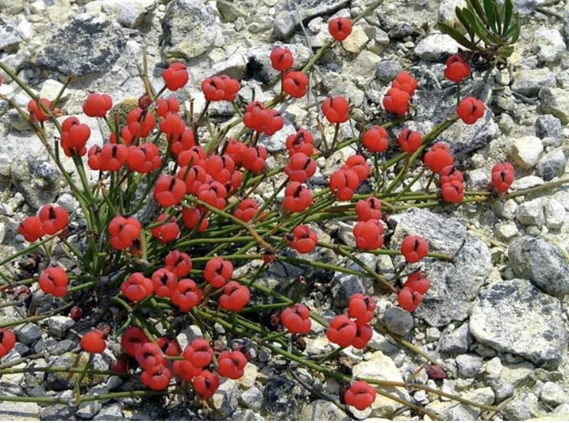 Красивая эфедра