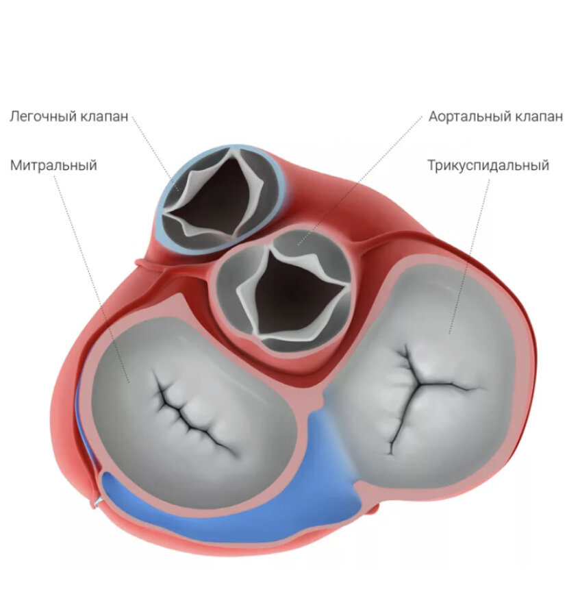 Сердце и клапаны схема