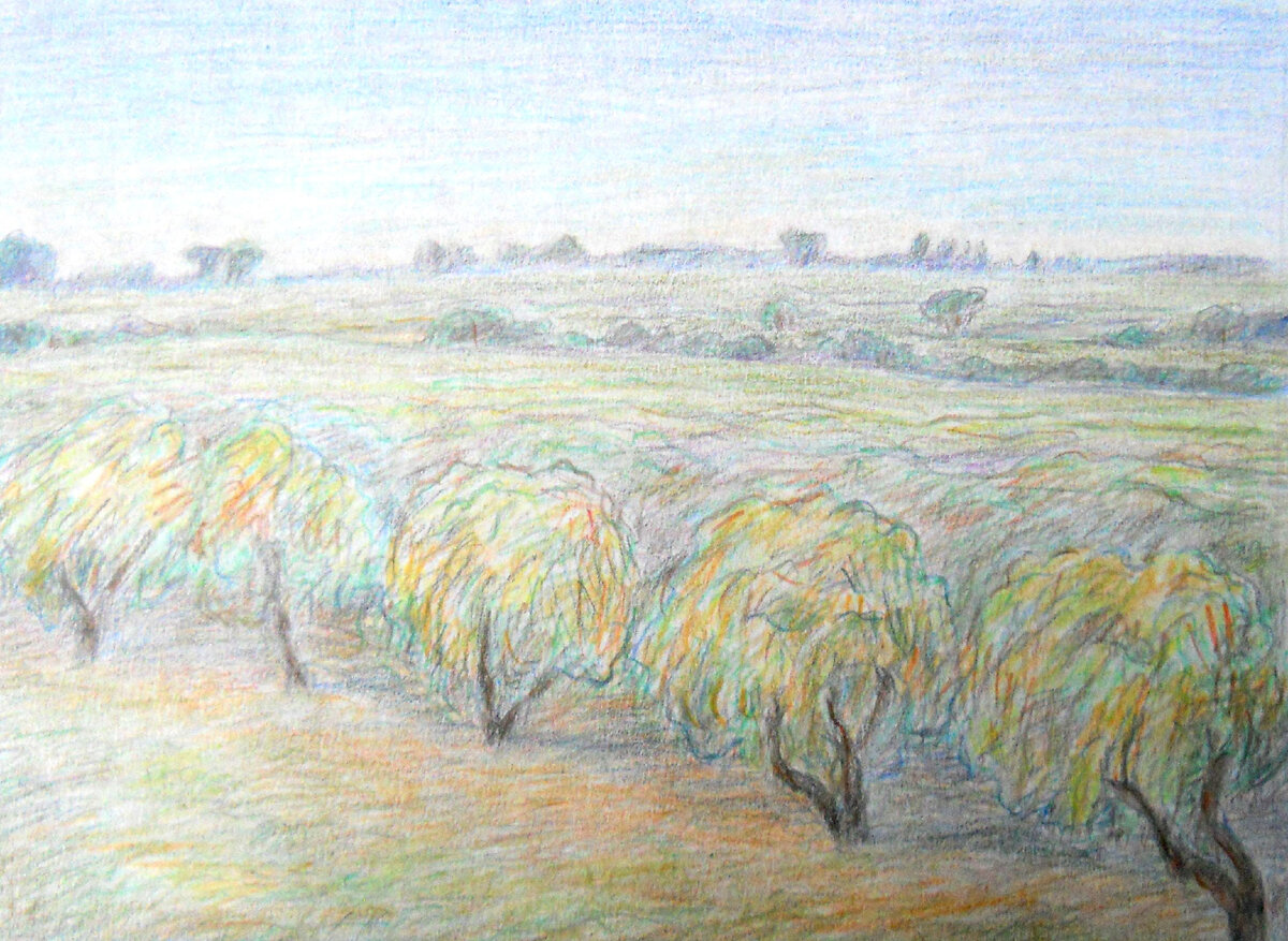 "Оливковые рощи Марке"