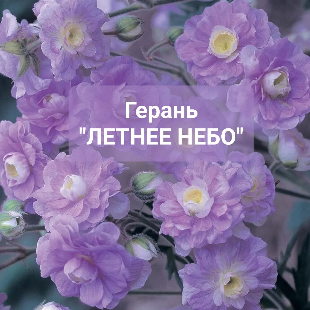 Герань "Летнее небо"