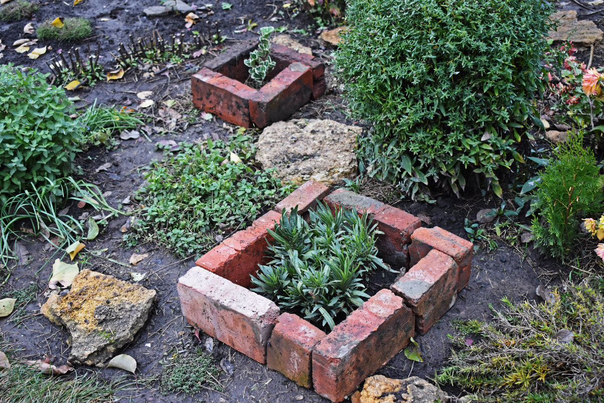 Выделила кирпичами растения, которые нужно будет прикрыть в сильный мороз