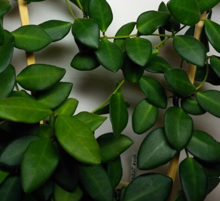 Фото интернет 