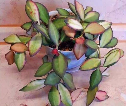 Фото интернет 