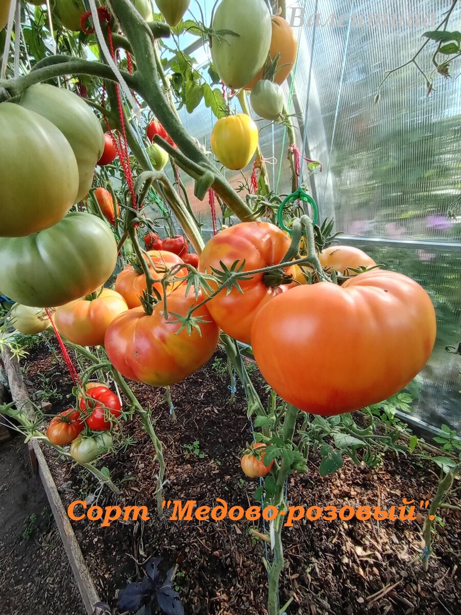 Плоды тёплого оранжевого цвета с насыщенно-розовой шапочкой.