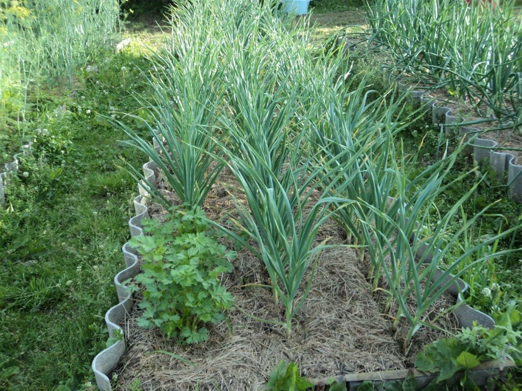 Важно не забывать про севооборот (фото с сайта otomatah.ru)